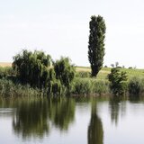 Corbeanca, Balotesti